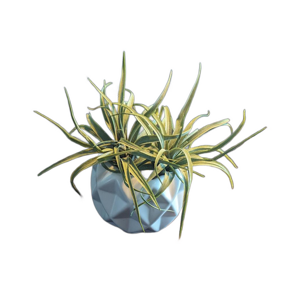 Faux Air Plant Ceramic Pot – Aunt Matilda's Steampunk Trunk