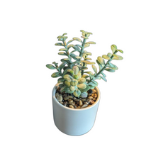  Faux Succulent Plant Smooth Ceramic Pot