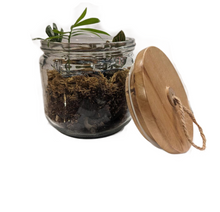  Small Terrarium with Dragonfly