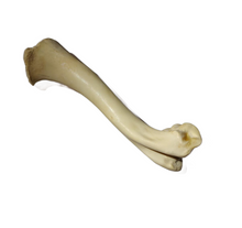  Authentic Animal Bone