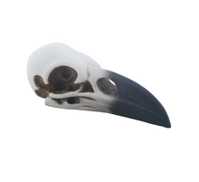  Large Raven Skull