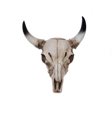  Medium Steer Skull Wall Art