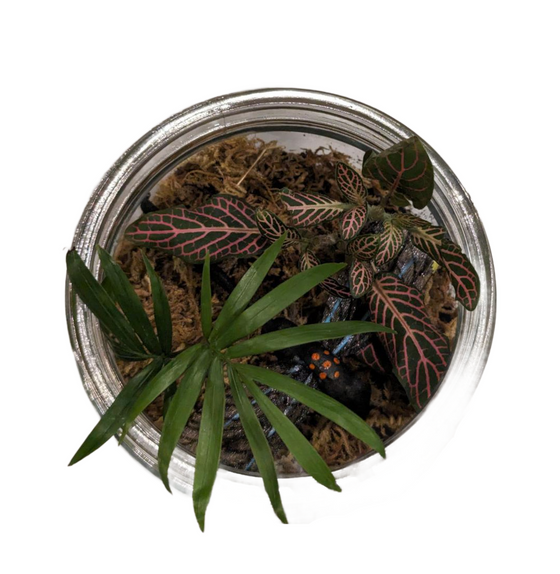 Small Terrarium with Dragonfly