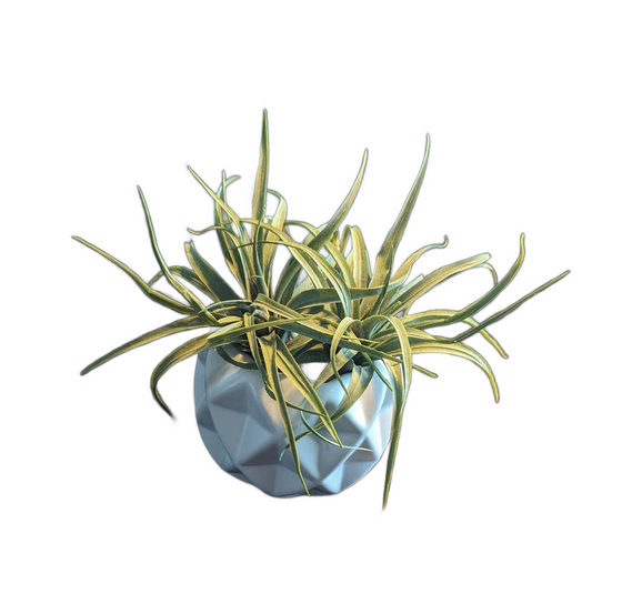 Faux Air Plant Ceramic Pot