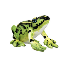  Frog Plush