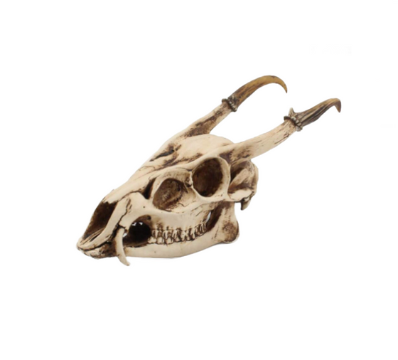 Goat Skull