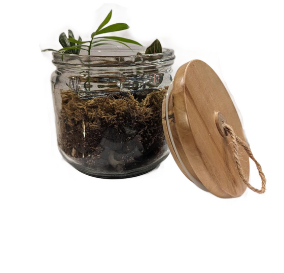 Small Terrarium with Dragonfly