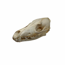  Authentic Coyote Skull