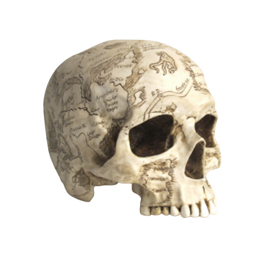 Cranium Map Skull