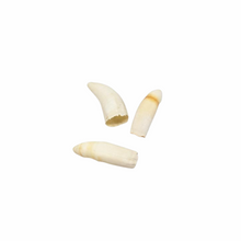  Gator Tooth
