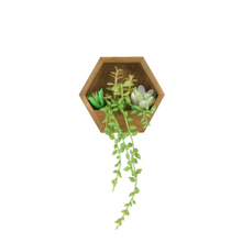  Hexagon Cactus