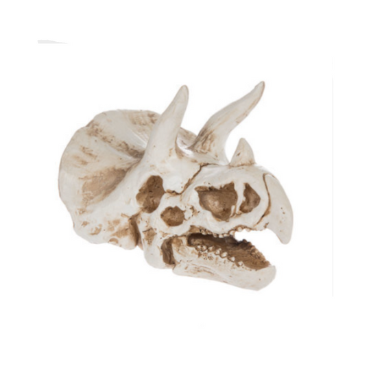 Triceratops Dinosaur Skull