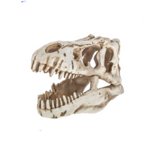  Dinosaur Skull