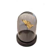  Golden Lepidoptera Under Glass (Butterfly)