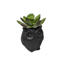 Mini Owl Cactus